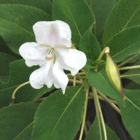 Impatiens henslowiana Arn.